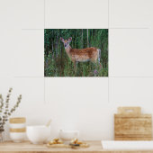 Poster Cerf à queue blanche | National Bison Range Montan (Cuisine)