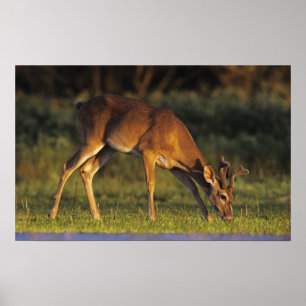 Poster Cerf à queue blanche, Odocoileus virginianus