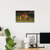Poster Cerf à queue blanche, Odocoileus virginianus (Bureau à domicile)