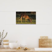 Poster Cerf à queue blanche, Odocoileus virginianus (Cuisine)