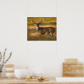 Poster Cerf à queue blanche (Odocoileus virginianus) adul (Cuisine)