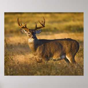 Poster Cerf à queue blanche (Odocoileus virginianus) adul