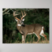 Poster Cerf à queue blanche | Tennessee (Devant)