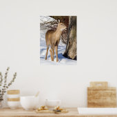 Poster Cerf à queue blanche (vue rapprochée) (Cuisine)