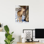 Poster Cerf à queue blanche (vue rapprochée) (Bureau à domicile)