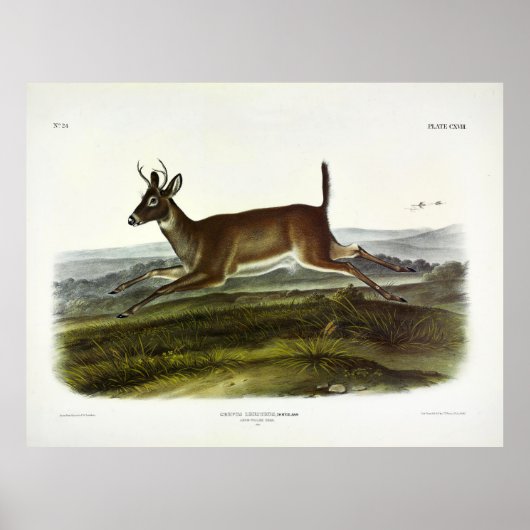 Poster Cerf à queue longue, ou cerf à queue blanche colom (Devant)