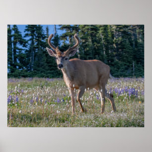 Poster Cerf Blacktail Buck Parc national Olympique