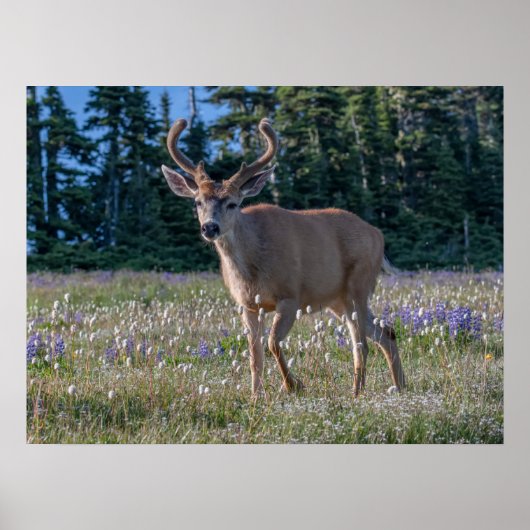Poster Cerf Blacktail Buck | Parc national Olympique (Devant)