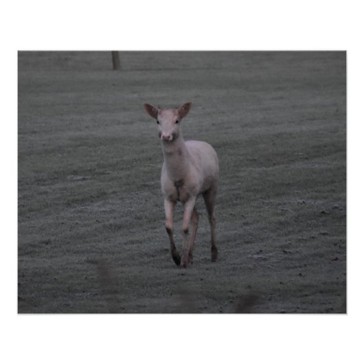 Poster Cerf blanc (Devant)