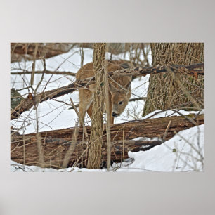 Poster Cerf Blanc En Neige
