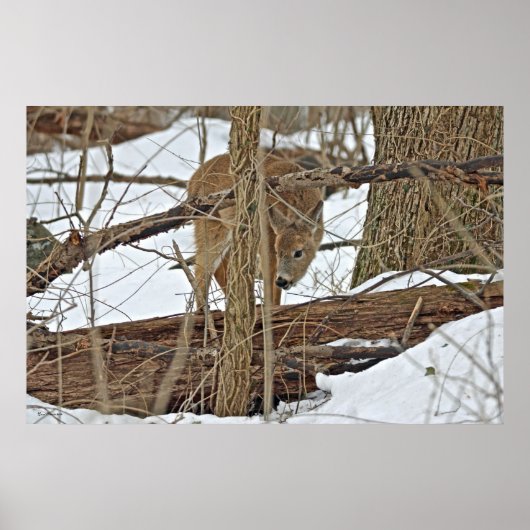 Poster Cerf Blanc En Neige (Devant)