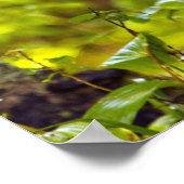 Poster Cerf blanc fauché à Whitefish, Montana, USA (Coin)