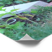 Poster Cerf blanc, Ohio (Coin)