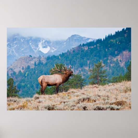 Poster Cerf (Cervus Elephus) mâle bramant (Devant)