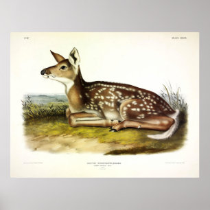 Poster Cerf d'Amérique (à queue blanche), fawn, Audubon