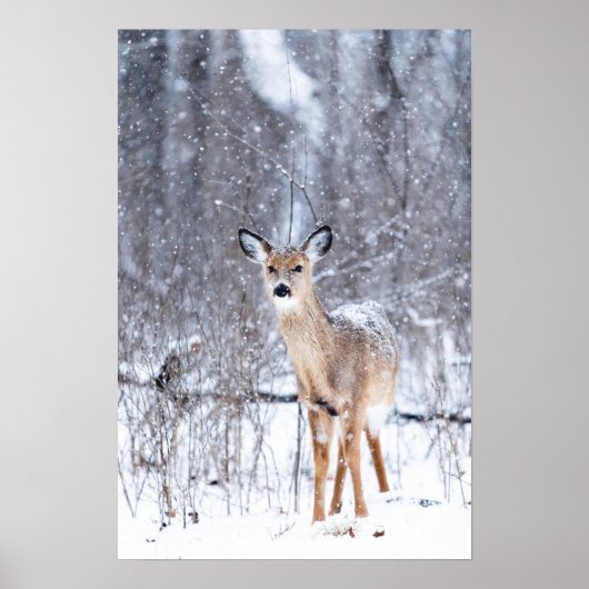 Poster Cerf dans la neige (Devant)