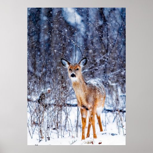 Poster Cerf dans la neige, paysage hivernal (Devant)