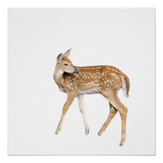 Poster Cerf de bébé (Devant)