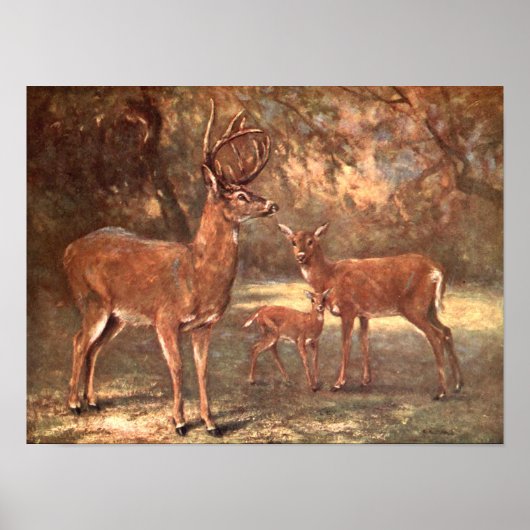 Poster Cerf de Virginie, également appelé Cerf à queue bl (Devant)