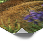 Poster Cerf de Virginie (Odocoileus hemionus), in (Coin)