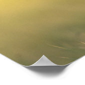 Poster Cerf de Virginie, Odocoileus virginianus, (Coin)