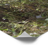 Poster Cerf de Virginie, Odocoileus virginianus, 2 (Coin)