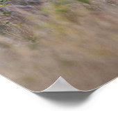 Poster cerf de Virginie (Odocoileus virginianus) 2 (Coin)