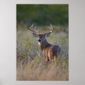 Poster cerf de Virginie (Odocoileus virginianus) 2 (Devant)