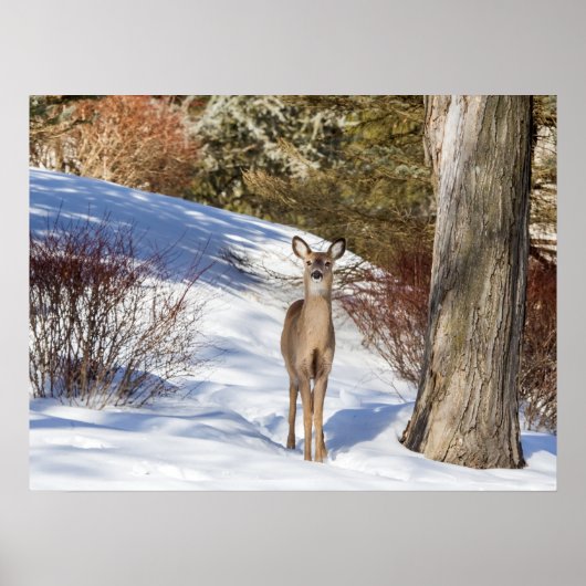 Poster Cerf De Virginie Qui Vous Regarde (Devant)