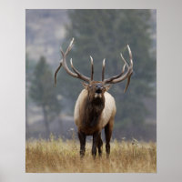 Cerf élaphe bramant, Parc national de Yellowstone,