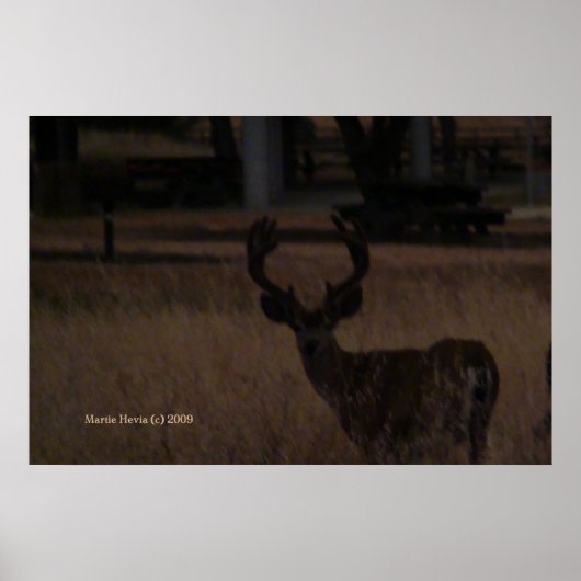 Poster Cerf en herbe sèche (3) (Devant)