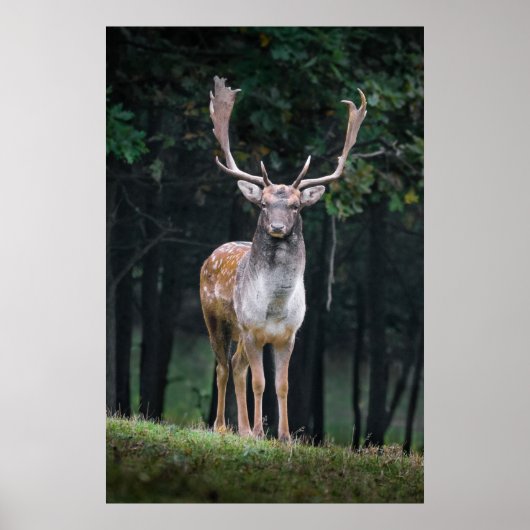 Poster Cerf en jachère (Devant)