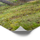 Poster Cerf Et Écureuil (Coin)