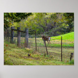 Poster Cerf Et Écureuil