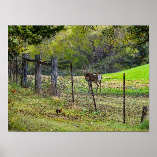 Poster Cerf Et Écureuil (Devant)