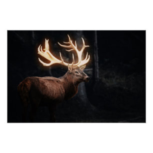Poster Cerf magique