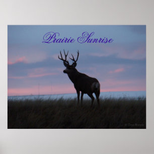 Poster Cerf Mule D3 Lever du Soleil Buck
