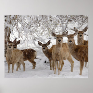 Poster Cerf Mule Wyoming