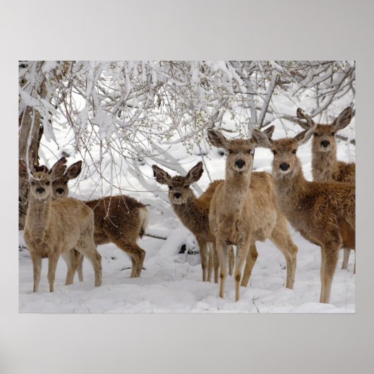 Poster Cerf Mule Wyoming (Devant)