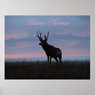 Poster Cerf mulet D3 à l'aube