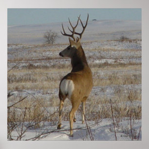 Poster Cerf mulet mâle D20 dans la neige