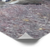 Poster Cerf mulet mâle D32 (Coin)