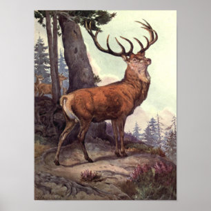Poster Cerf rouge par Winifred Austen, Animaux sauvages v