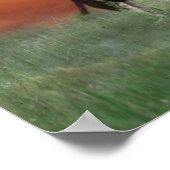 Poster Cerf sauvage au coucher du soleil (Coin)