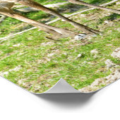 Poster Cerf sika vietnamien (Coin)