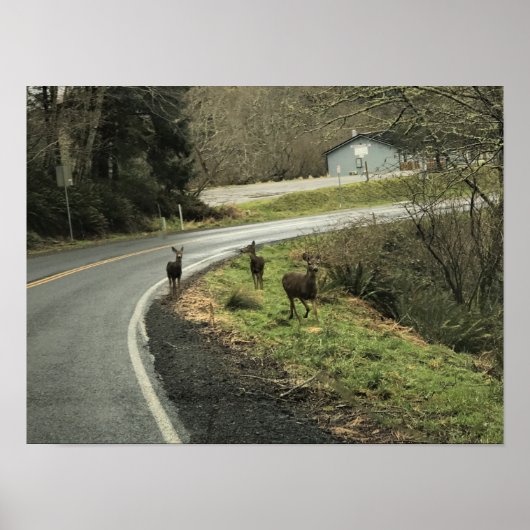 Poster Cerf sur la route, Cap Déception, WA (Devant)