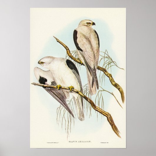 Poster Cerf-volant à épaules noires par Elizabeth Gould (Devant)