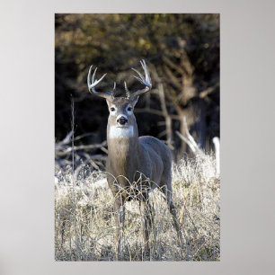 Poster Cerfs communs coupés la queue par blanc