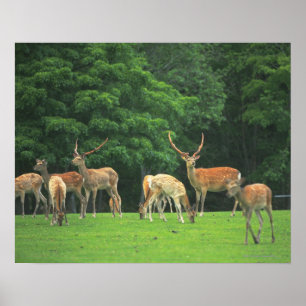 Poster Cerfs communs de Sika se tenant dans une clairière