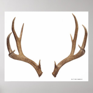 Poster Cerfs communs en dix points